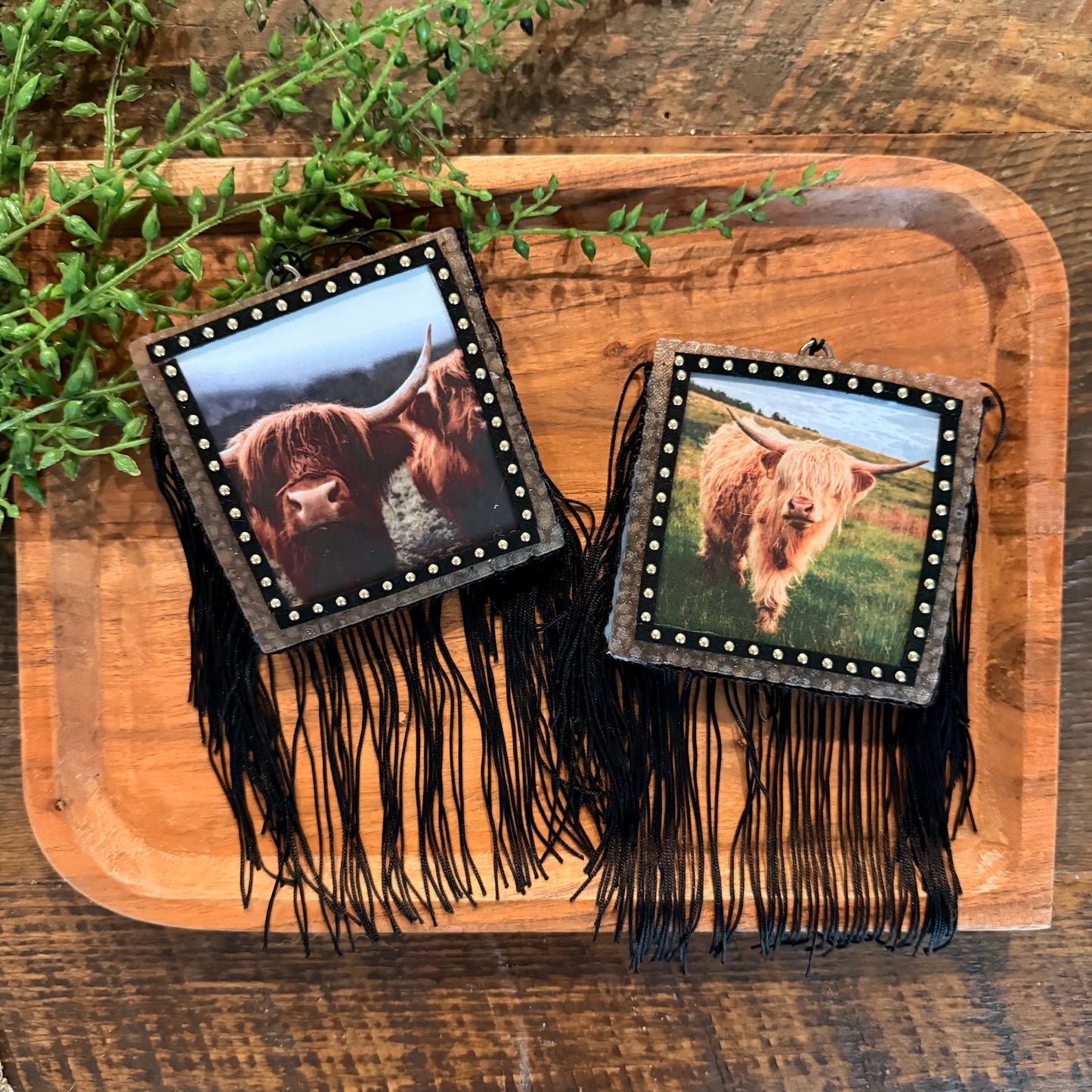 Wholesale Freshies- Square Highland Cow Pack